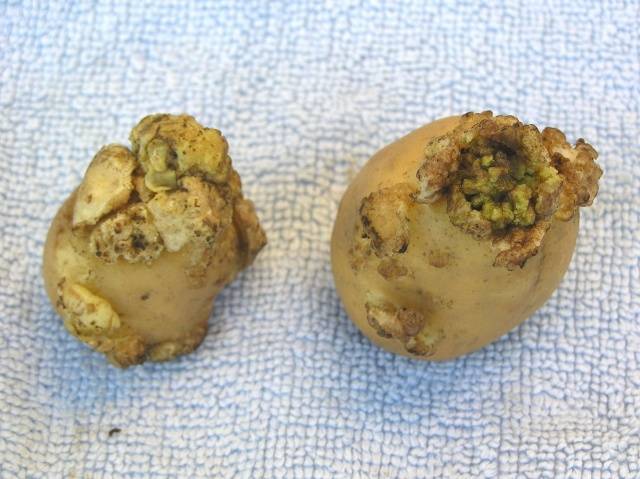 Potatoes: leaf diseases + photo 