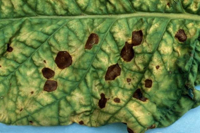 Potatoes: leaf diseases + photo 