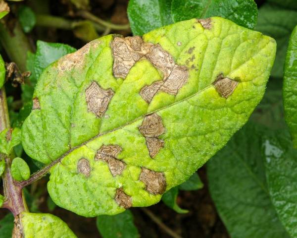 Potatoes: leaf diseases + photo 