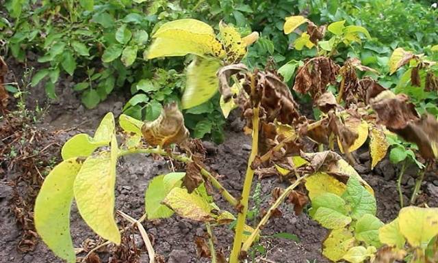 Potatoes: leaf diseases + photo 