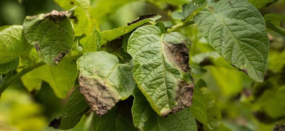 Potatoes: leaf diseases + photo 