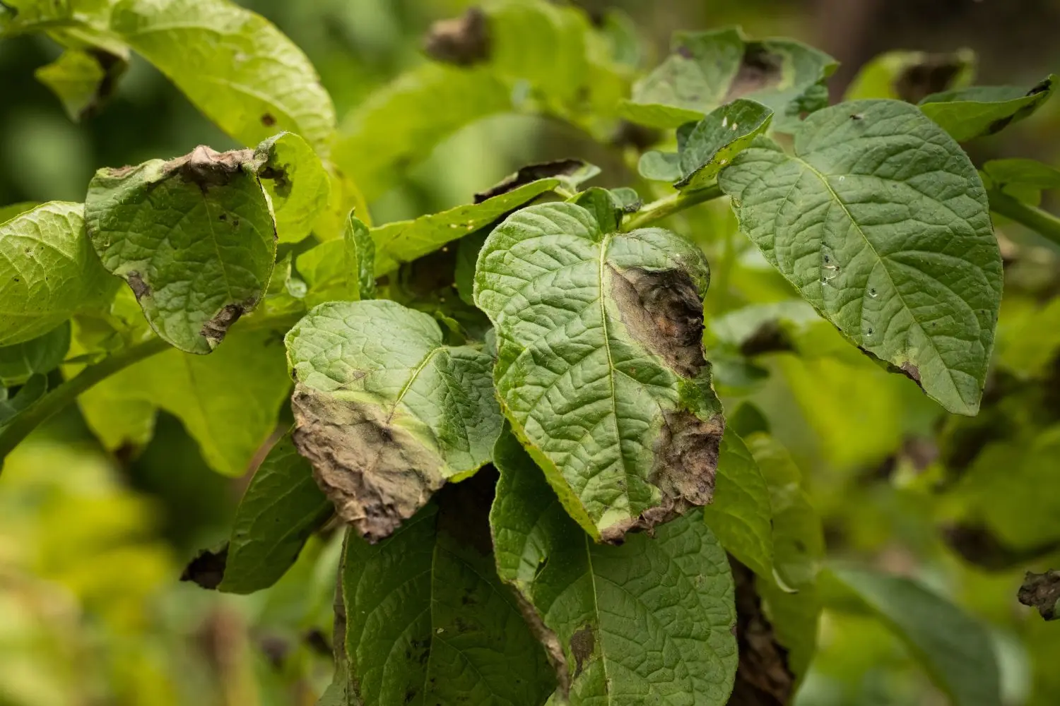 Potatoes: leaf diseases + photo 