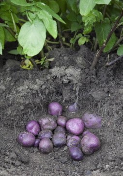 Potatoes lower blood pressure in obese and hypertensive people