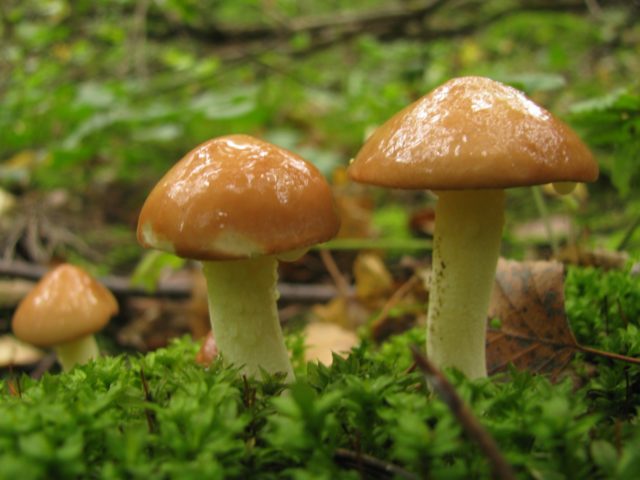 Potatoes with butter, fried in a pan: cooking recipes with fresh, frozen, boiled mushrooms