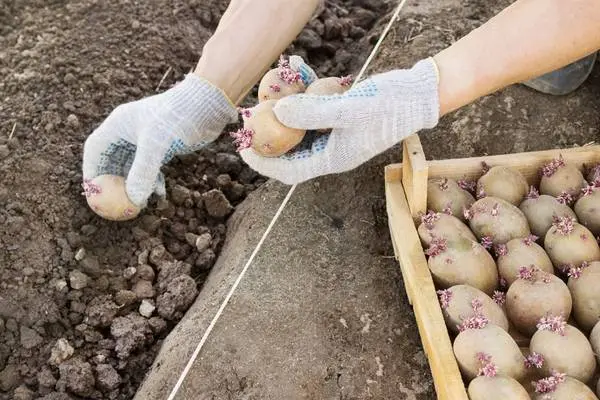 Potatoes Zhukovsky: variety description, photos, reviews