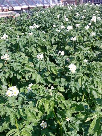 Potatoes Zhukovsky: variety description, photos, reviews