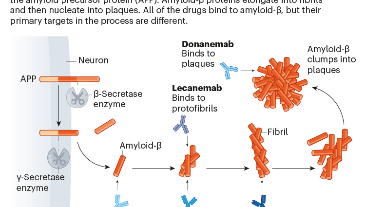 Potential drug not only for Alzheimer&#8217;s