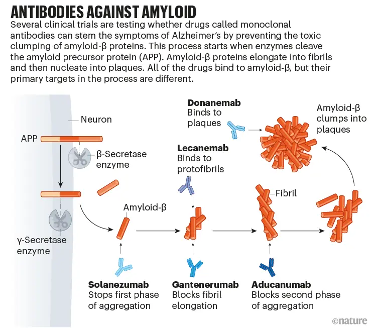 Potential drug not only for Alzheimer&#8217;s