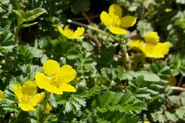 Potentilla goose: photo and description, benefits, applications