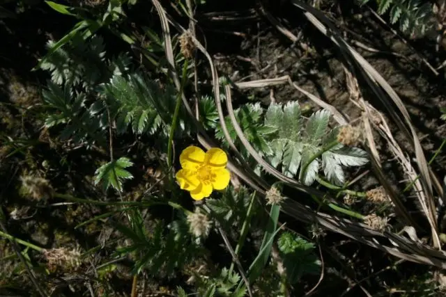 Potentilla goose: photo and description, benefits, applications