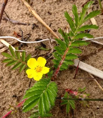 Potentilla goose: photo and description, benefits, applications