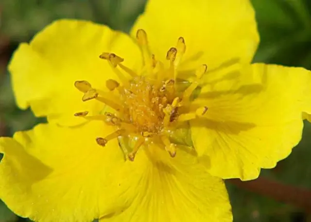 Potentilla goose: photo and description, benefits, applications