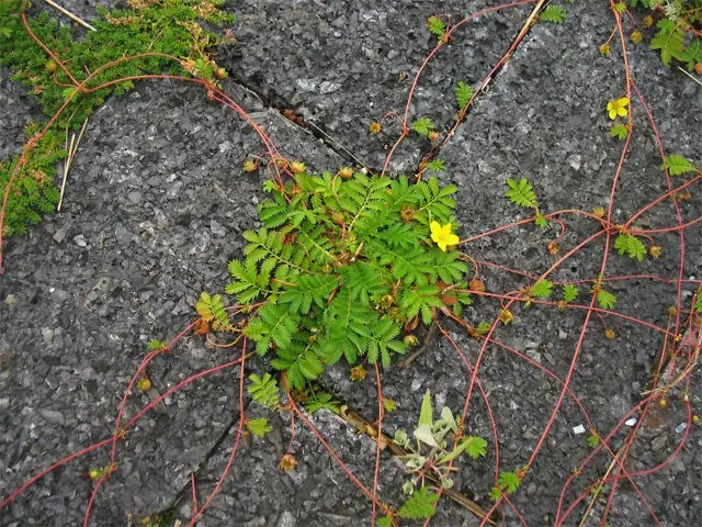 Potentilla goose: photo and description, benefits, applications