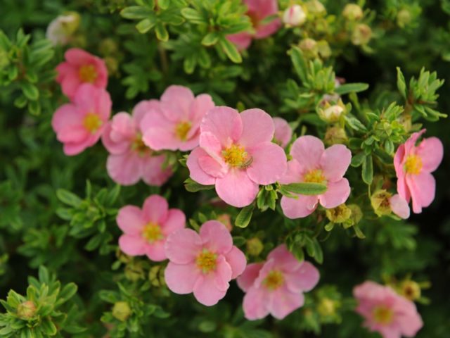 Potentilla Lovely Pink or Pink Beauty: description, planting and care