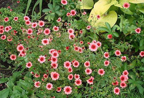 Potentilla Nepalese Miss Wilmont, Legend, Fire flame: growing from seeds at home, photos, reviews