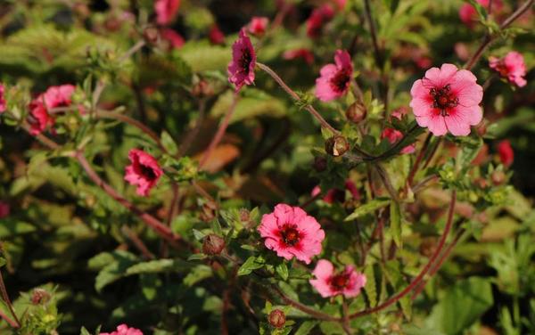 Potentilla Nepalese Miss Wilmont, Legend, Fire flame: growing from seeds at home, photos, reviews