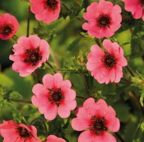 Potentilla Nepalese Miss Wilmont, Legend, Fire flame: growing from seeds at home, photos, reviews