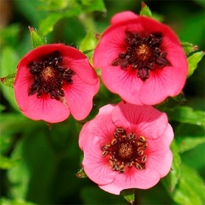 Potentilla Nepalese Miss Wilmont, Legend, Fire flame: growing from seeds at home, photos, reviews