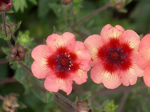 Potentilla Nepalese Miss Wilmont, Legend, Fire flame: growing from seeds at home, photos, reviews