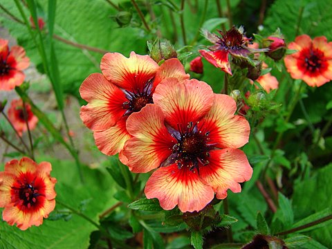 Potentilla Nepalese Miss Wilmont, Legend, Fire flame: growing from seeds at home, photos, reviews