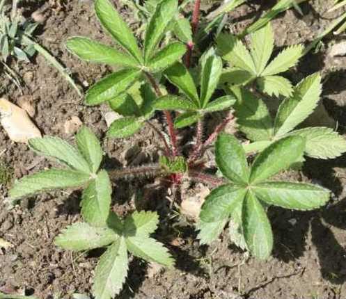 Potentilla Nepalese Miss Wilmont, Legend, Fire flame: growing from seeds at home, photos, reviews