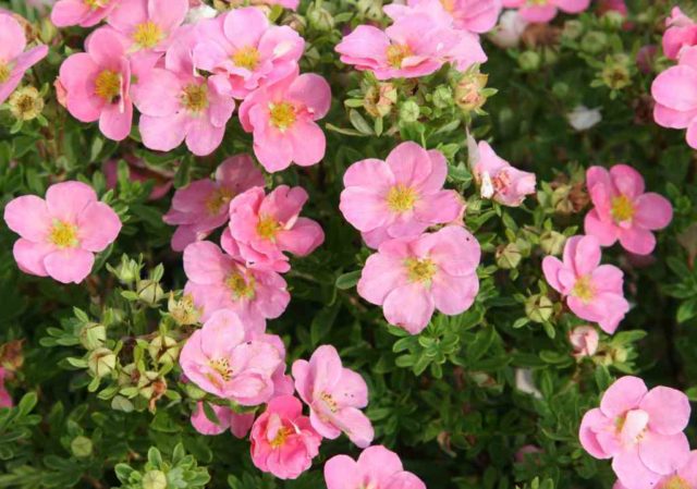 Potentilla Pink Princess or Pink Queen: photo and description