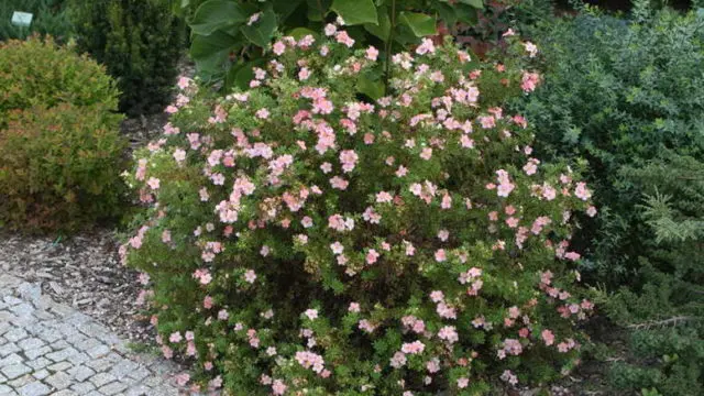 Potentilla Pink Princess or Pink Queen: photo and description