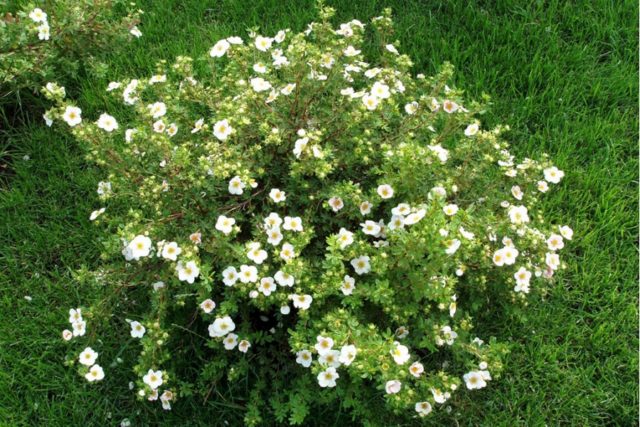 Potentilla shrub Abbotswood (Abbotswood): planting and care