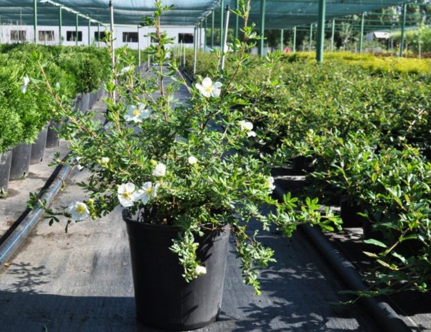 Potentilla shrub Abbotswood (Abbotswood): planting and care