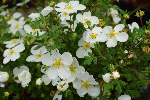 Potentilla shrub Abbotswood (Abbotswood): planting and care