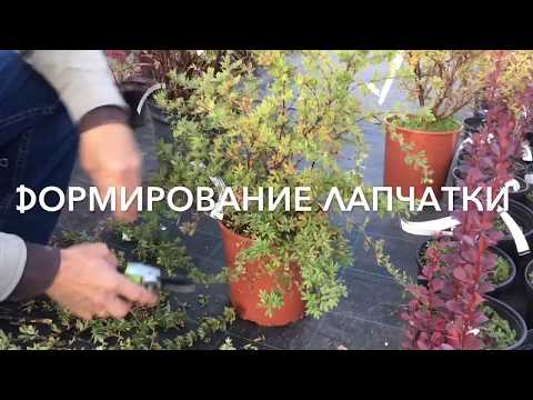 Potentilla shrub Abbotswood (Abbotswood): planting and care