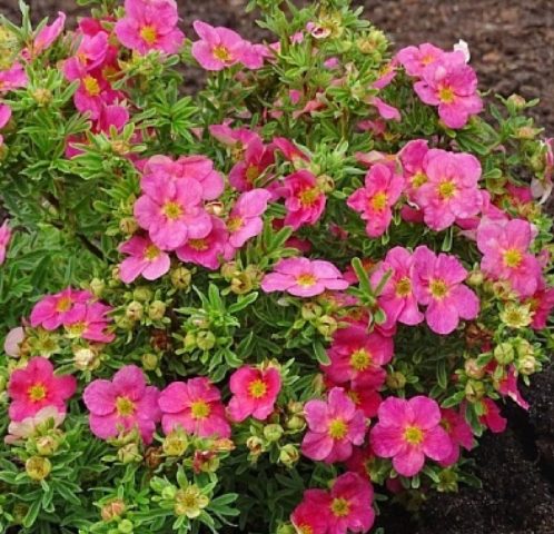 Potentilla shrub Belissimo: description and reviews