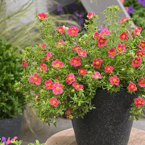 Potentilla shrub Danny Boy (Danny Boy): planting and care