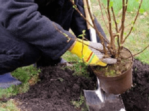 Potentilla shrub Danny Boy (Danny Boy): planting and care