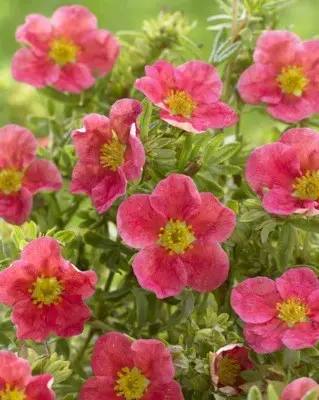 Potentilla shrub Danny Boy (Danny Boy): planting and care