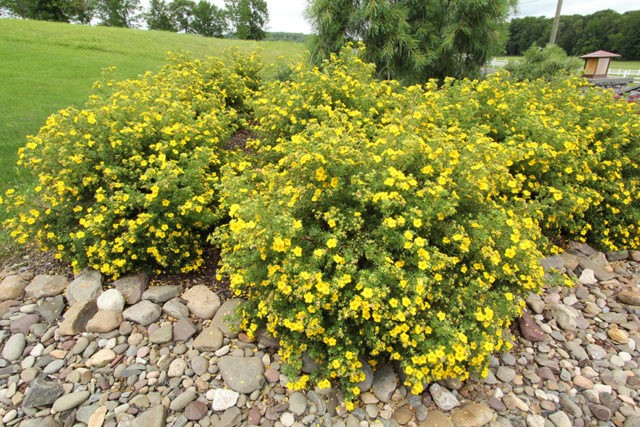 Potentilla shrub Goldfinger: description and photo