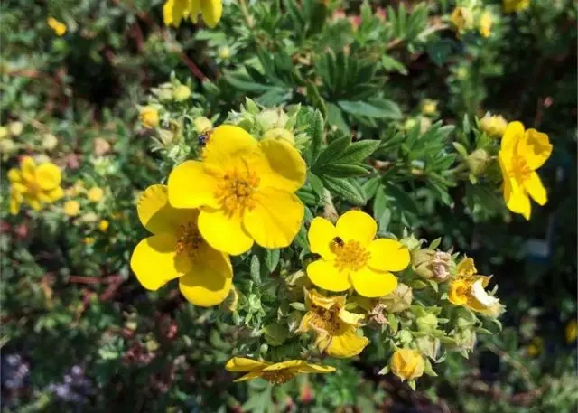 Potentilla shrub Goldfinger: description and photo