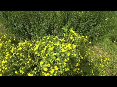 Potentilla shrub Goldfinger: description and photo