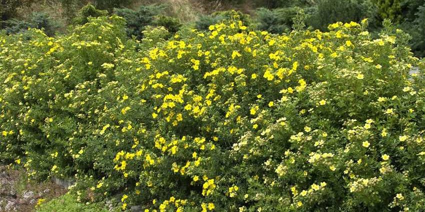 Potentilla shrub Goldfinger: description and photo