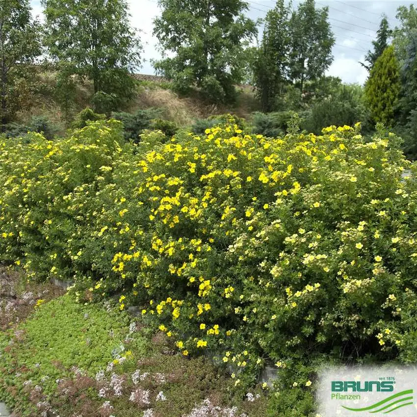 Potentilla shrub Goldfinger: description and photo