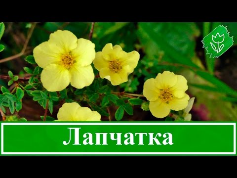 Potentilla shrub Goldstar (Goldstar): planting and care