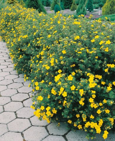 Potentilla shrub Goldstar (Goldstar): planting and care