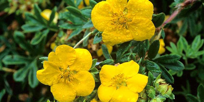 Potentilla shrub Goldstar (Goldstar): planting and care