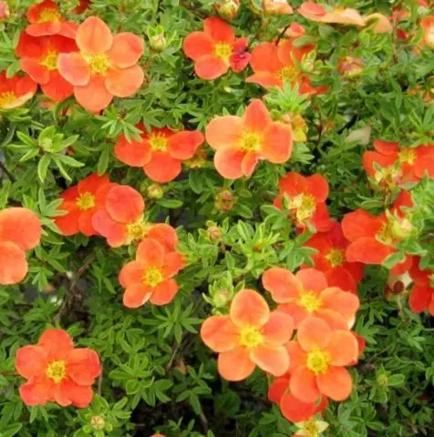 Potentilla shrub Marion Red Robin: photo and description