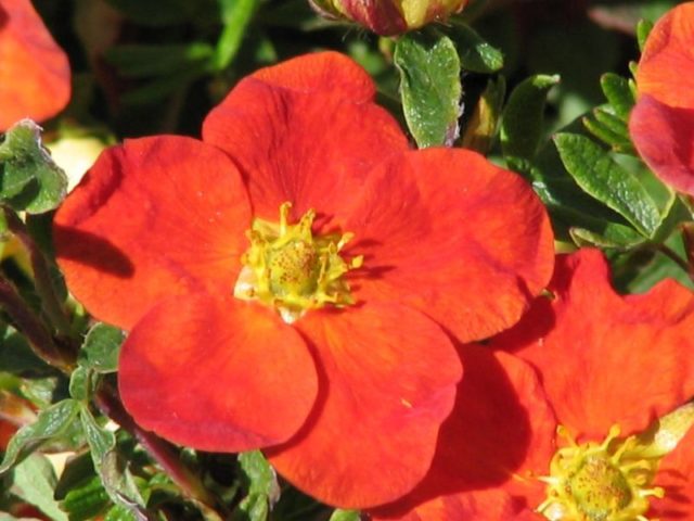 Potentilla shrub Marion Red Robin: photo and description