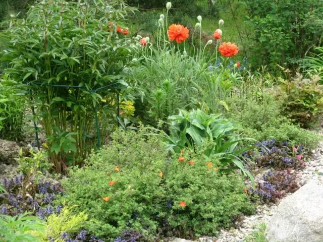 Potentilla shrub Marion Red Robin: photo and description