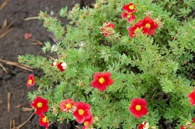 Potentilla shrub Marion Red Robin: photo and description