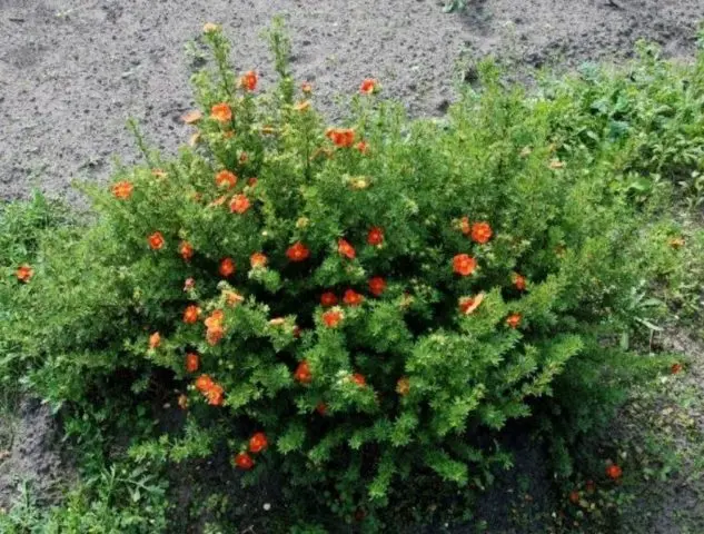 Potentilla shrub Marion Red Robin: photo and description