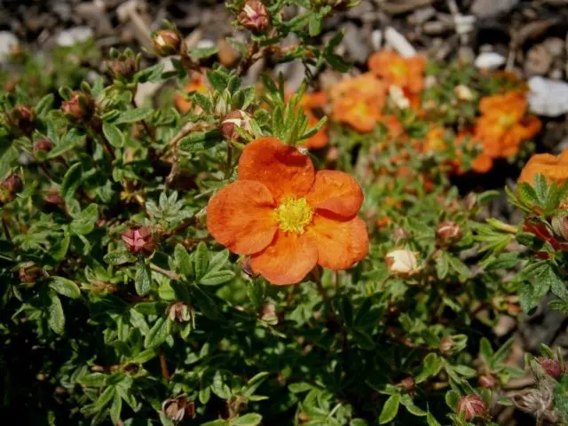 Potentilla shrub Red Ice: description, cultivation, photo