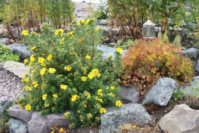 Potentilla shrub Red Ice: description, cultivation, photo